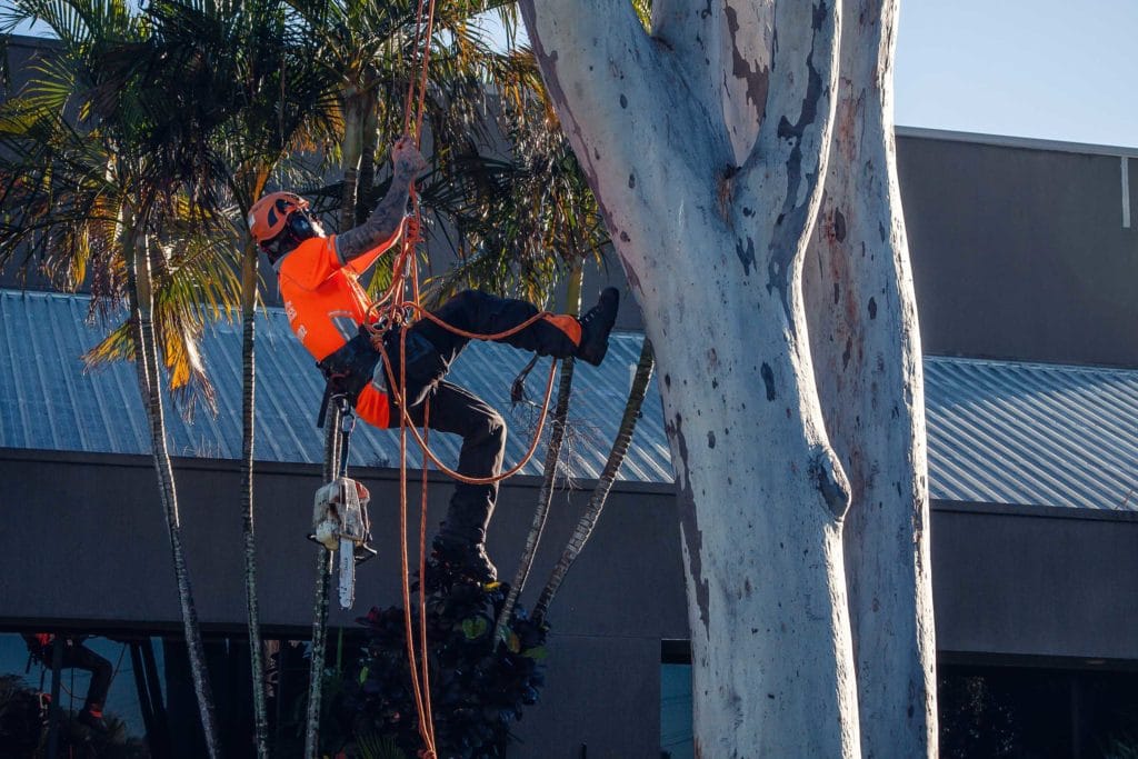Tree Lopping Brisbane Northside Tree Removal Stump Grinding