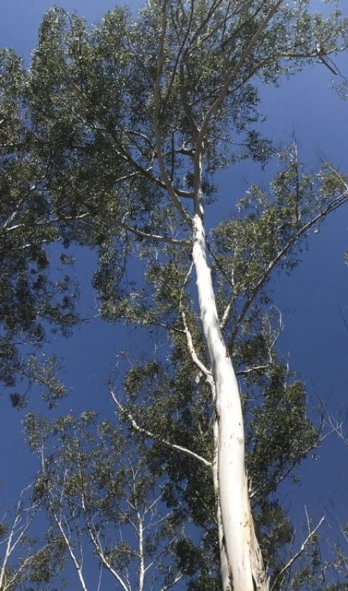 Tree Care Tree Lopping Brisbane Northside 9 Tree care service Brisbane Northside